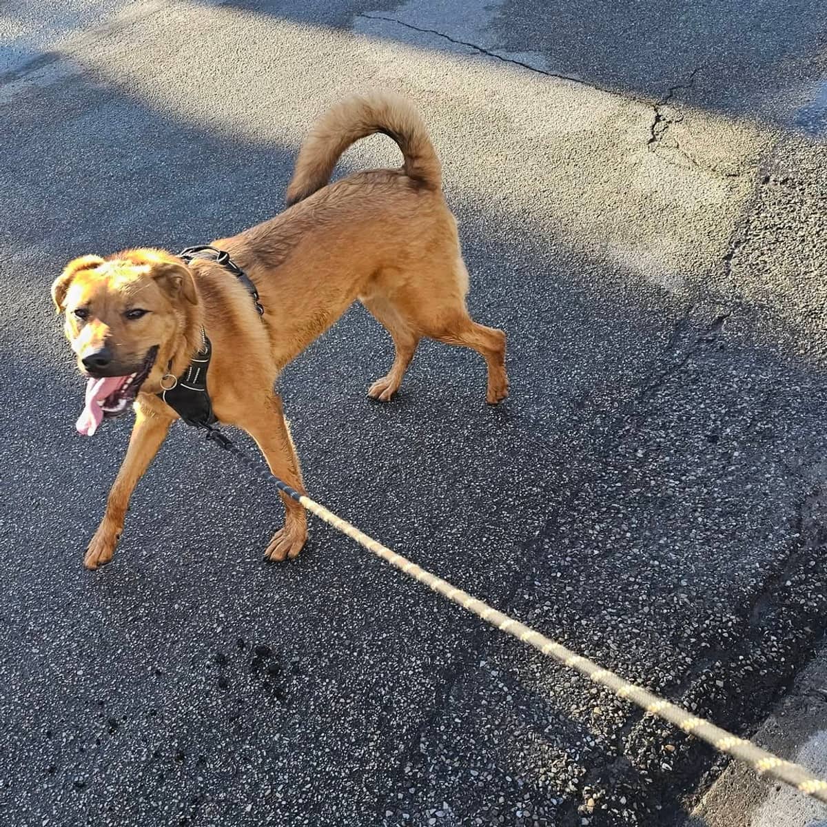 Link - Shepherd Mix available for adoption in Calgary