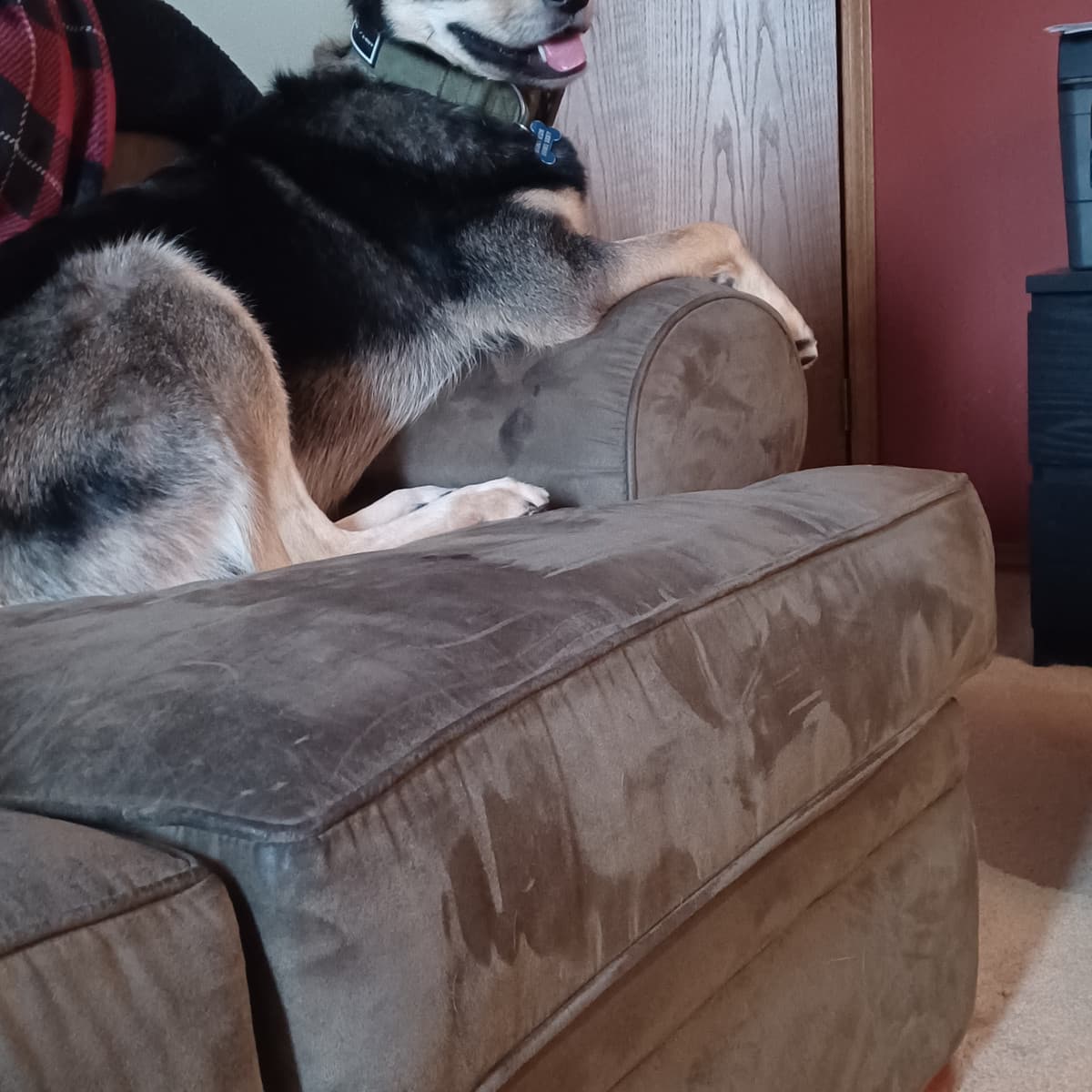 Zelda - Shepherd Mix available for adoption in Calgary