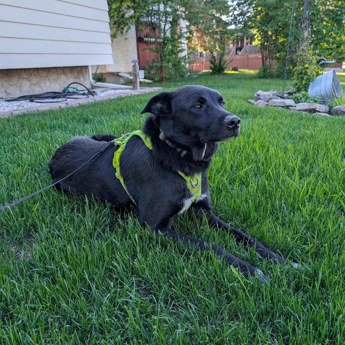 Zeke - Shepherd Mix available for adoption in Alberta