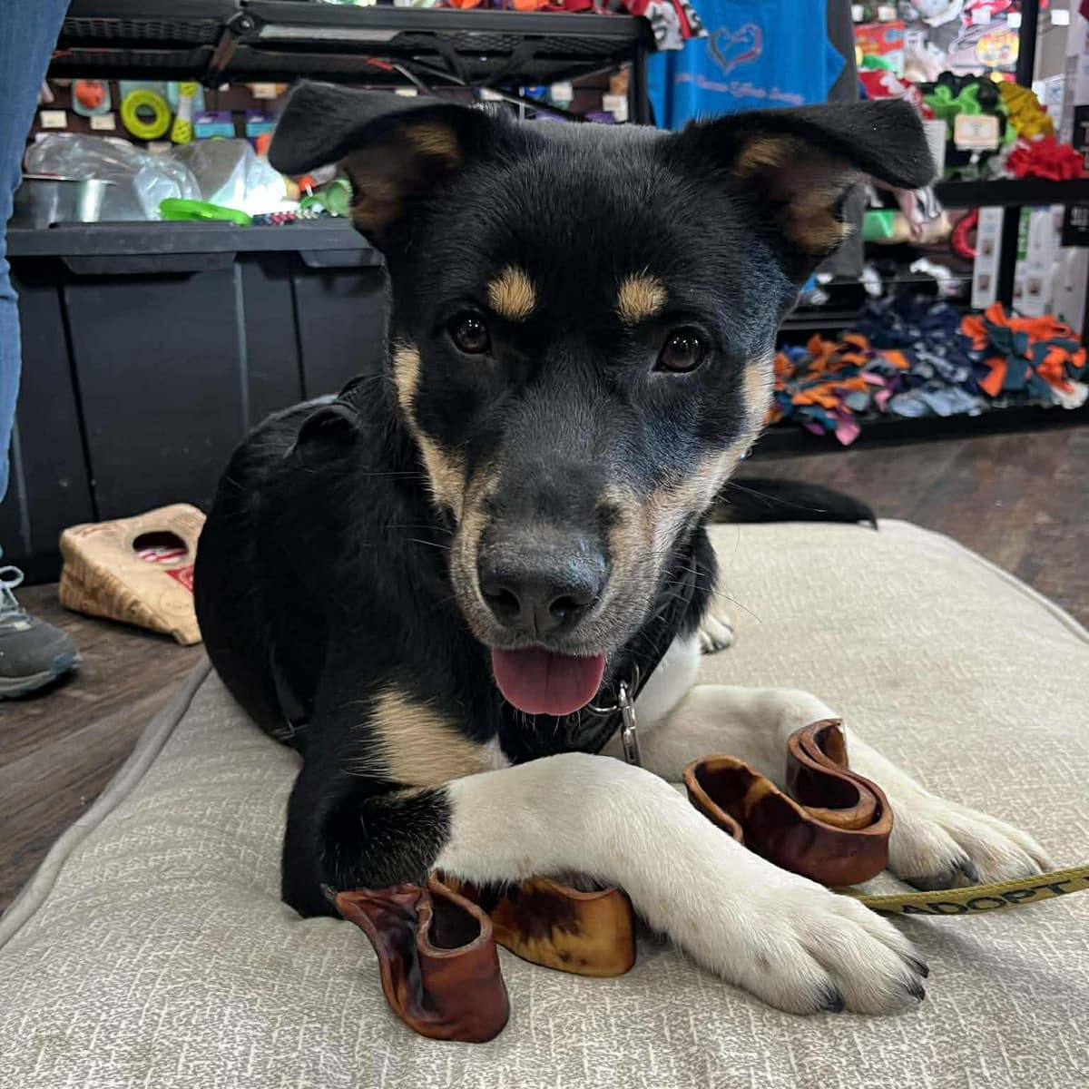 DiNozzo - Husky Mix available for adoption in Calgary