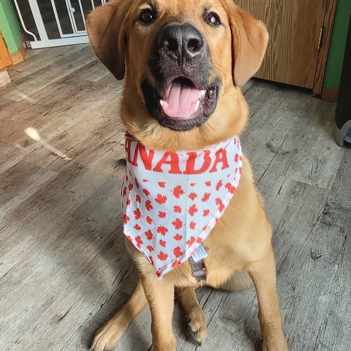 Link - Shepherd Mix available for adoption in Calgary