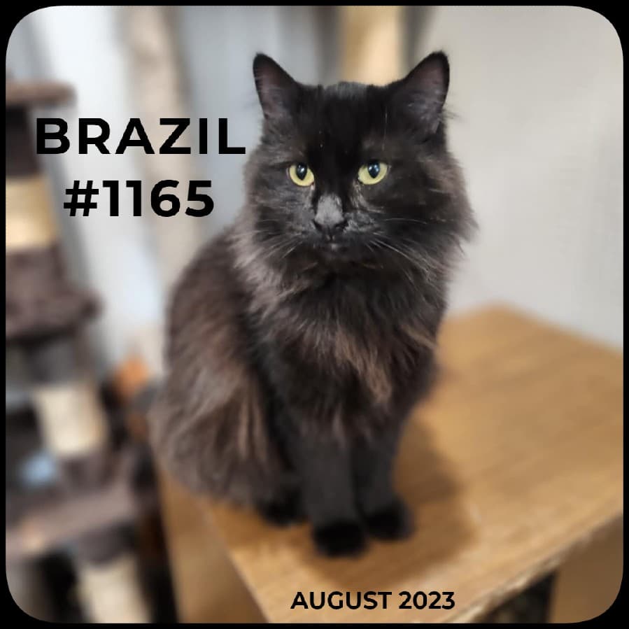 BRAZIL - Domestic Shorthair available for adoption