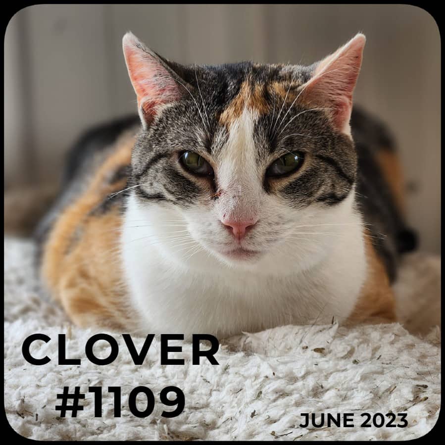 CLOVER - Domestic Shorthair available for adoption