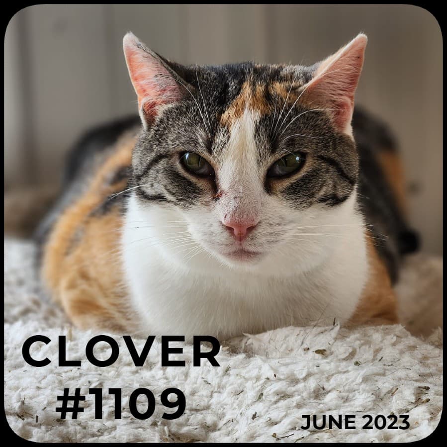 CLOVER - Domestic Shorthair available for adoption