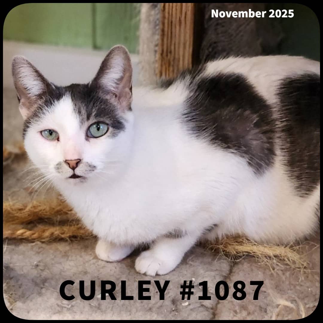 CURLEY - Domestic Shorthair available for adoption