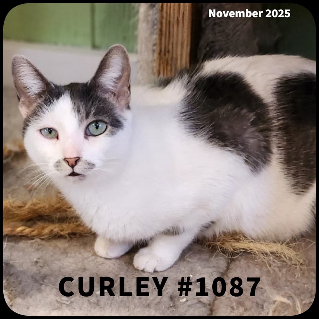 CURLEY - Domestic Shorthair cat available for adoption at Swan Valley Animal Protection League in Swan River