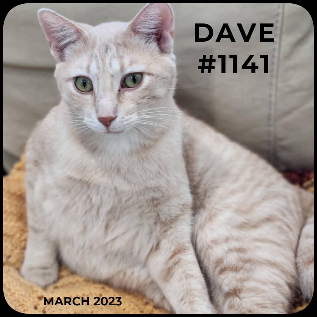DAVE - Domestic Shorthair available for adoption