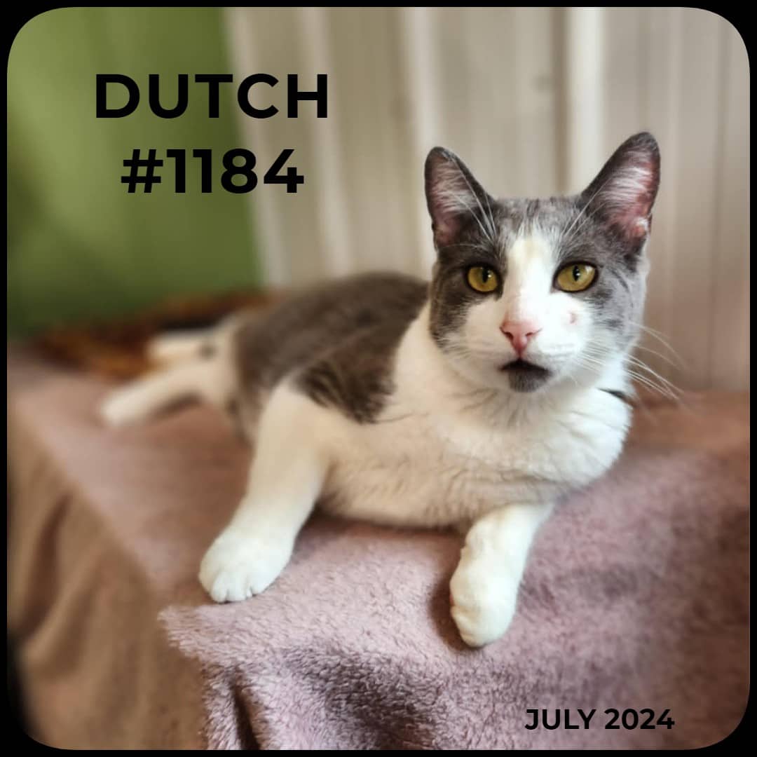 DUTCH - Domestic Shorthair available for adoption