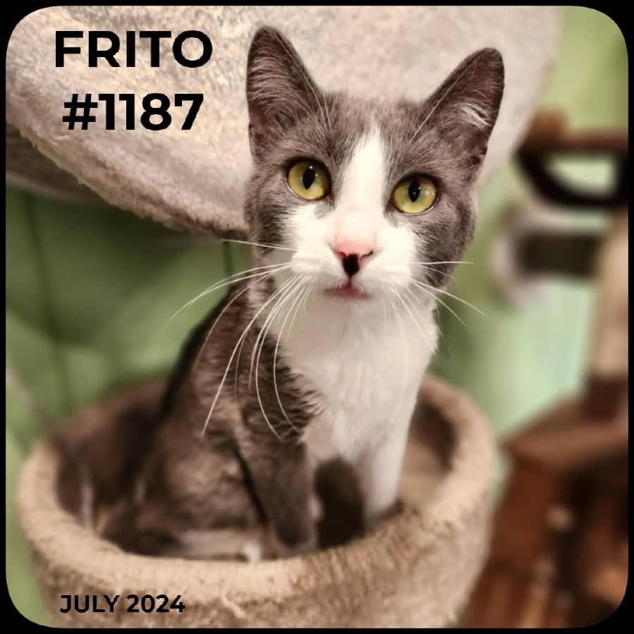 FRITO - Domestic Shorthair available for adoption
