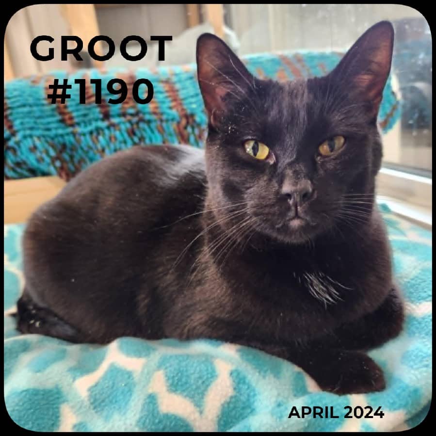 GROOT - Domestic Shorthair available for adoption
