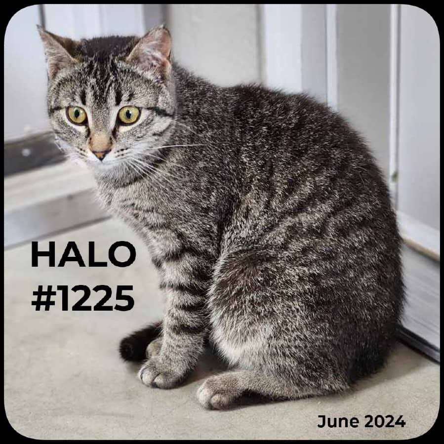 HALO - Domestic Shorthair available for adoption