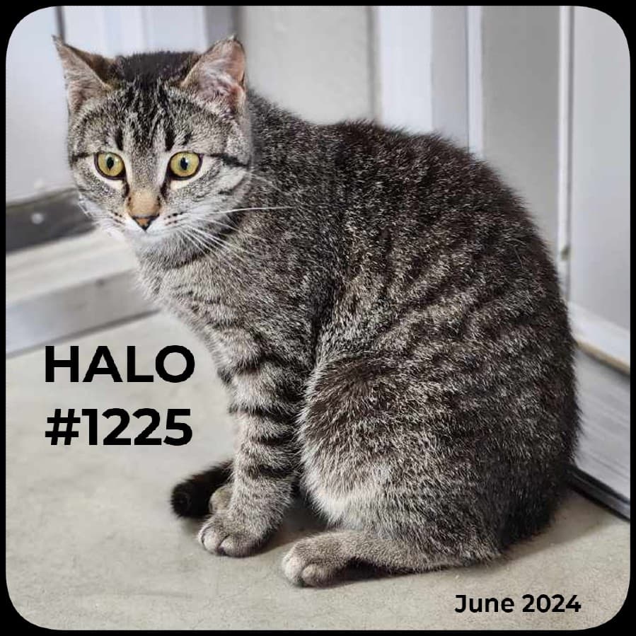HALO - Domestic Shorthair available for adoption