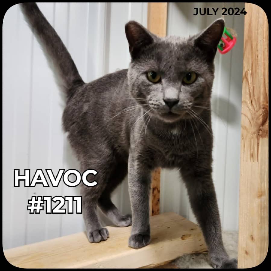 HAVOC - Domestic Shorthair available for adoption