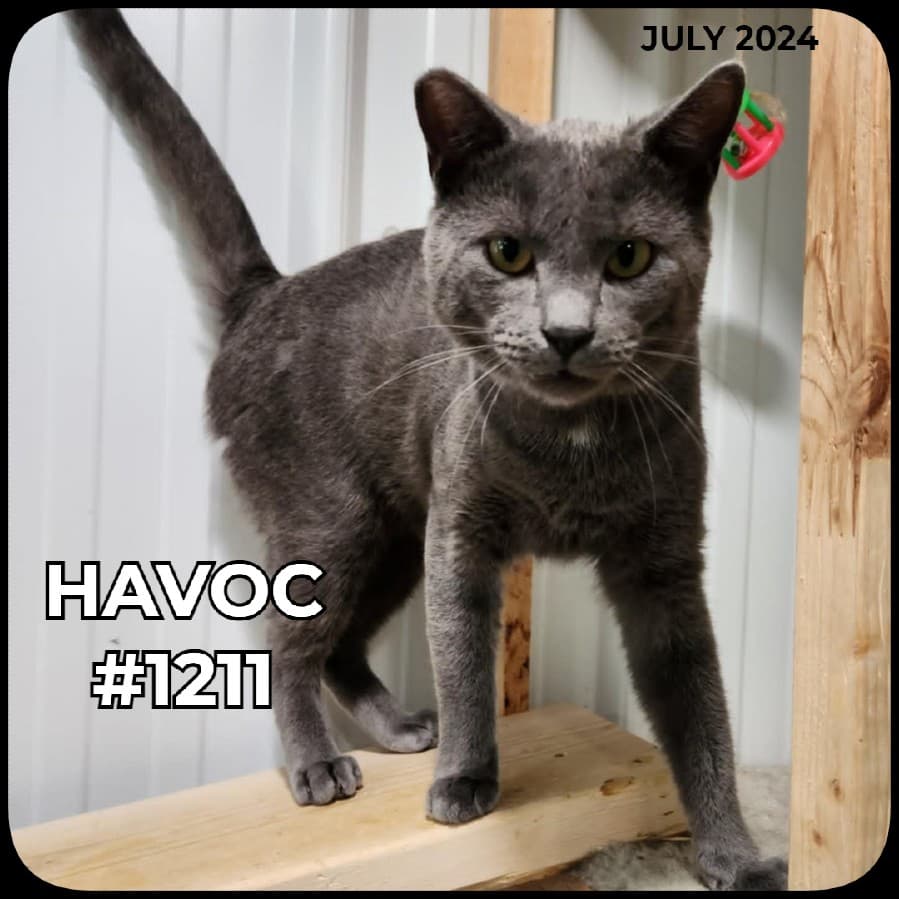 HAVOC - Domestic Shorthair available for adoption