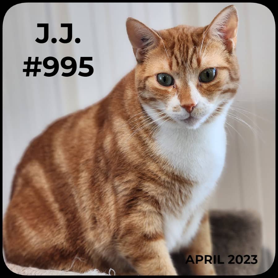 J.J. - Domestic Shorthair available for adoption