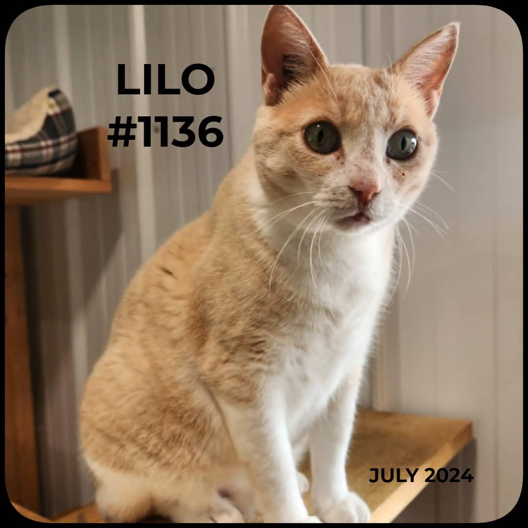 LILO - Domestic Shorthair available for adoption