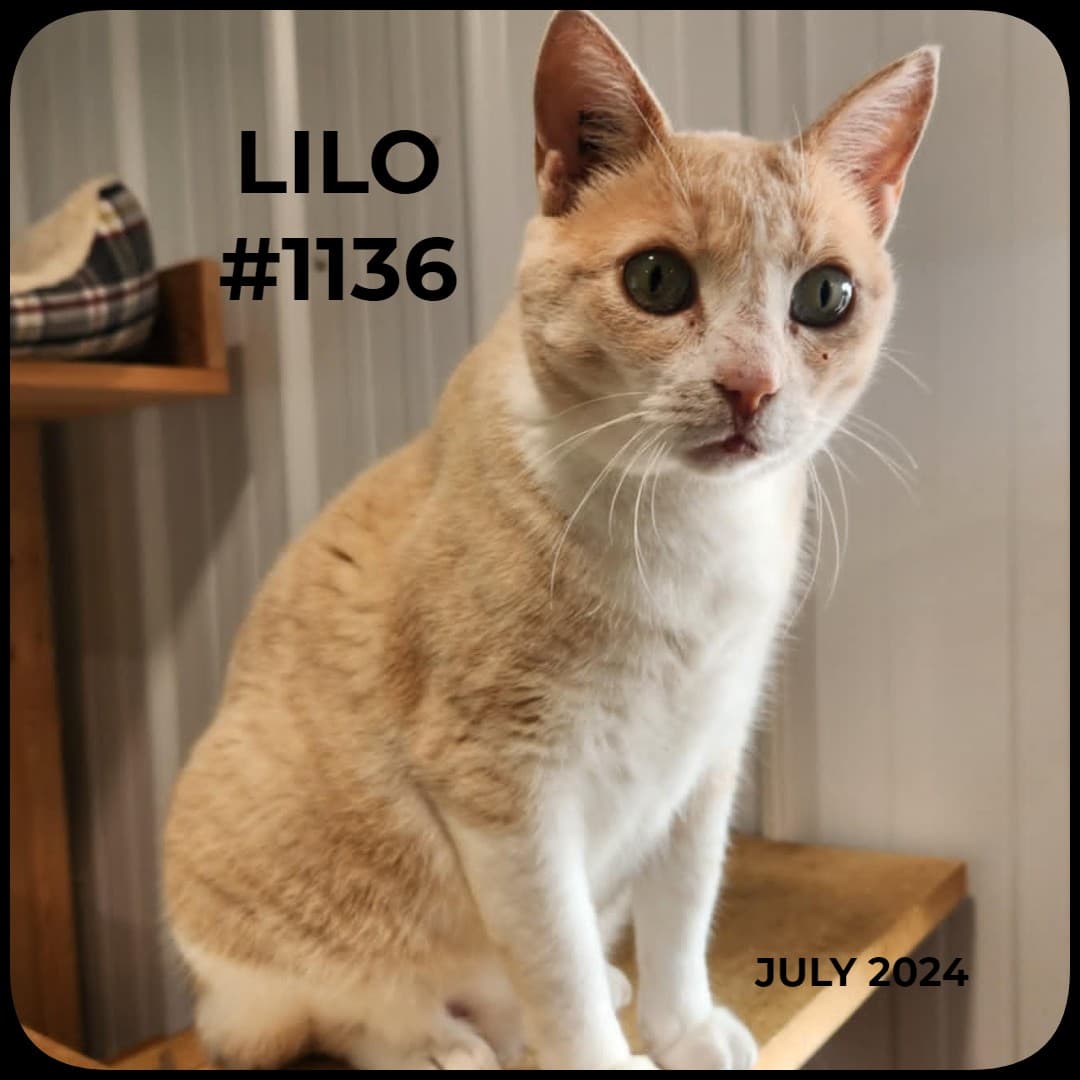 LILO - Domestic Shorthair available for adoption