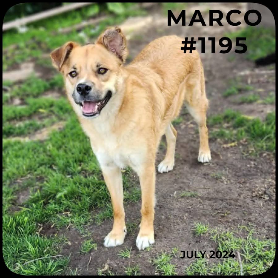 MARCO - German Shepherd, Mixed available for adoption