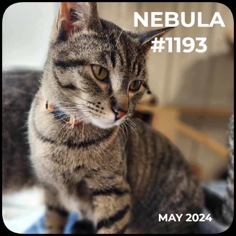NEBULA - Domestic Shorthair available for adoption