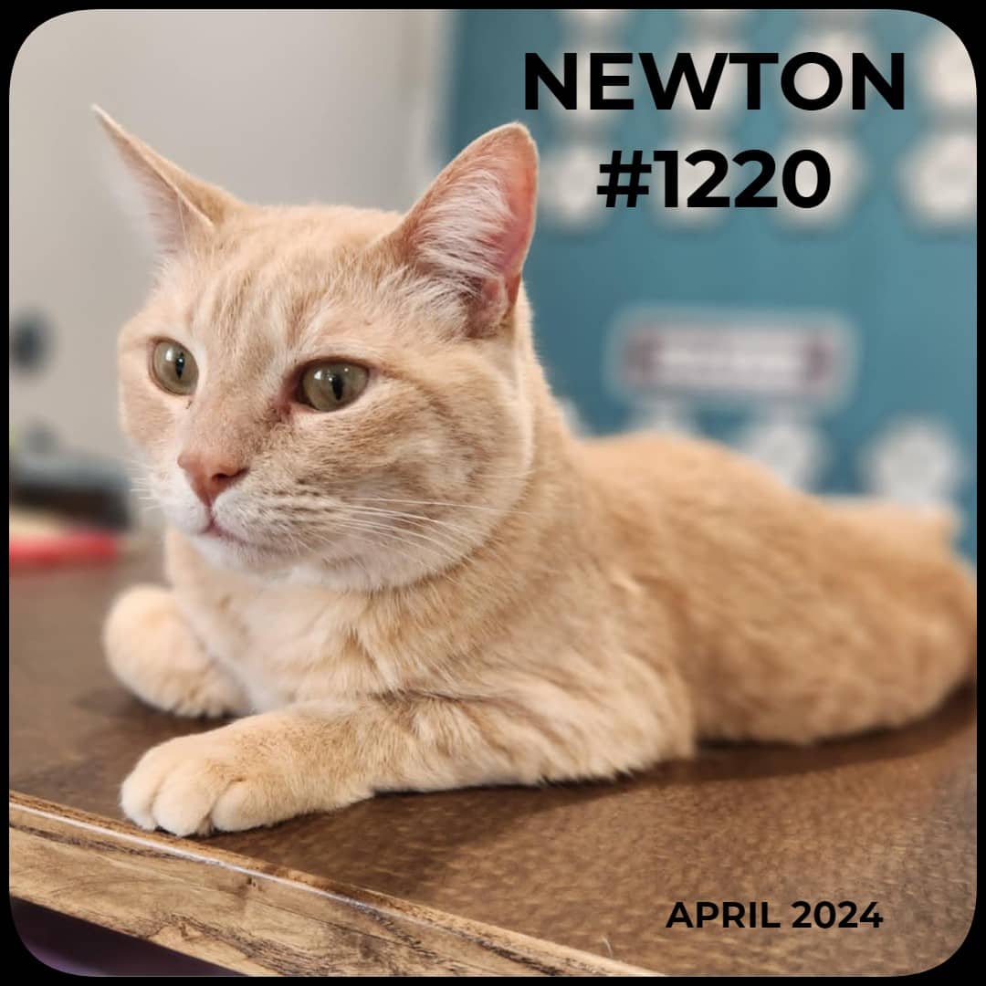 NEWTON - Domestic Shorthair available for adoption