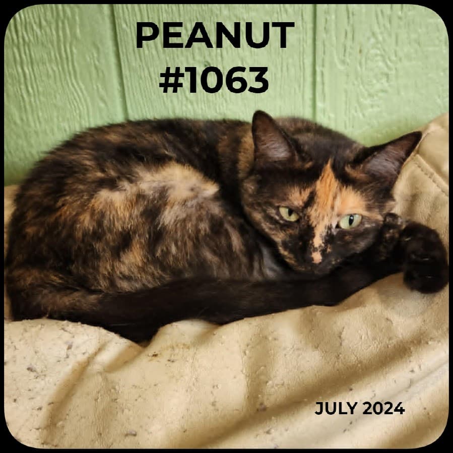 PEANUT - Domestic Shorthair available for adoption