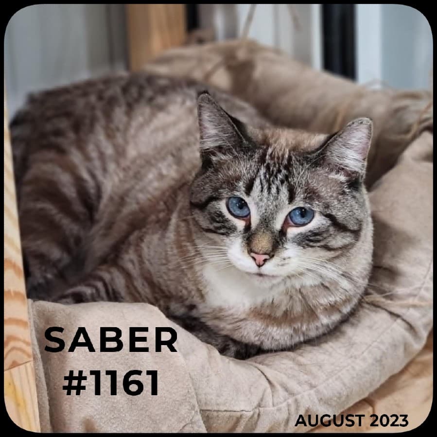 SABER - Domestic Shorthair available for adoption