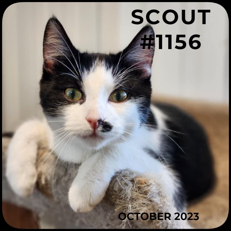 SCOUT - Domestic Shorthair available for adoption