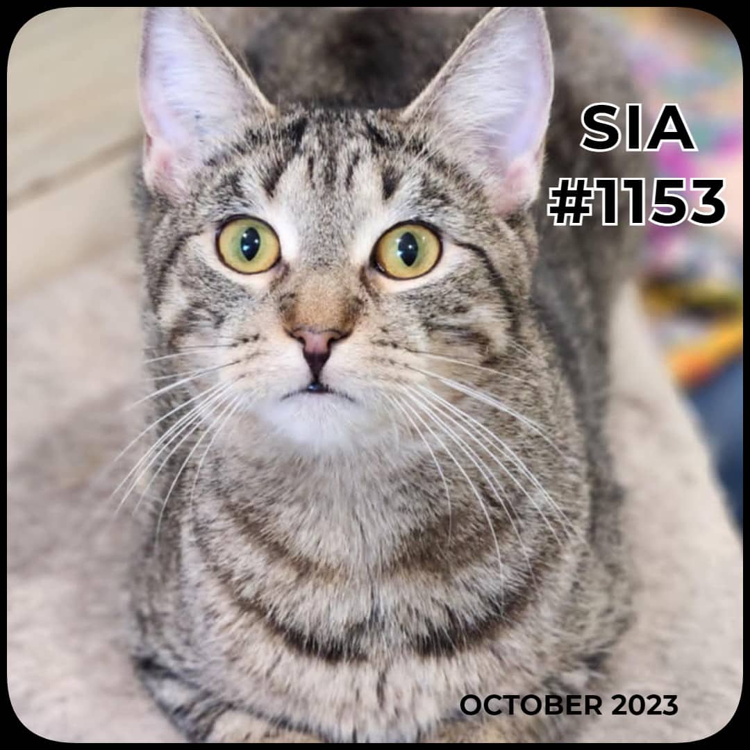 SIA - Domestic Shorthair available for adoption
