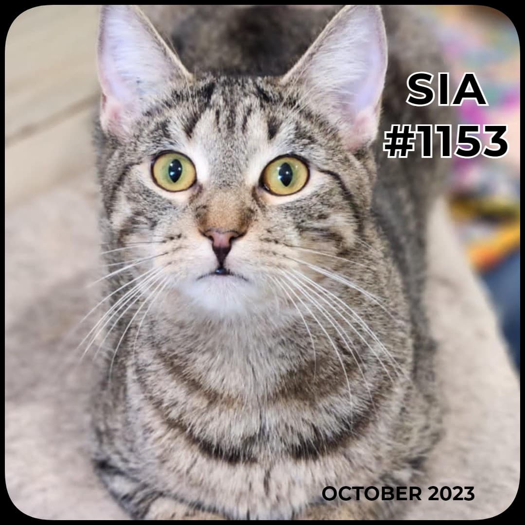 SIA - Domestic Shorthair available for adoption