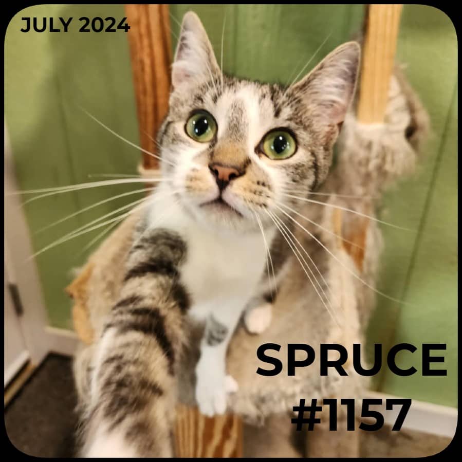 SPRUCE - Domestic Shorthair available for adoption