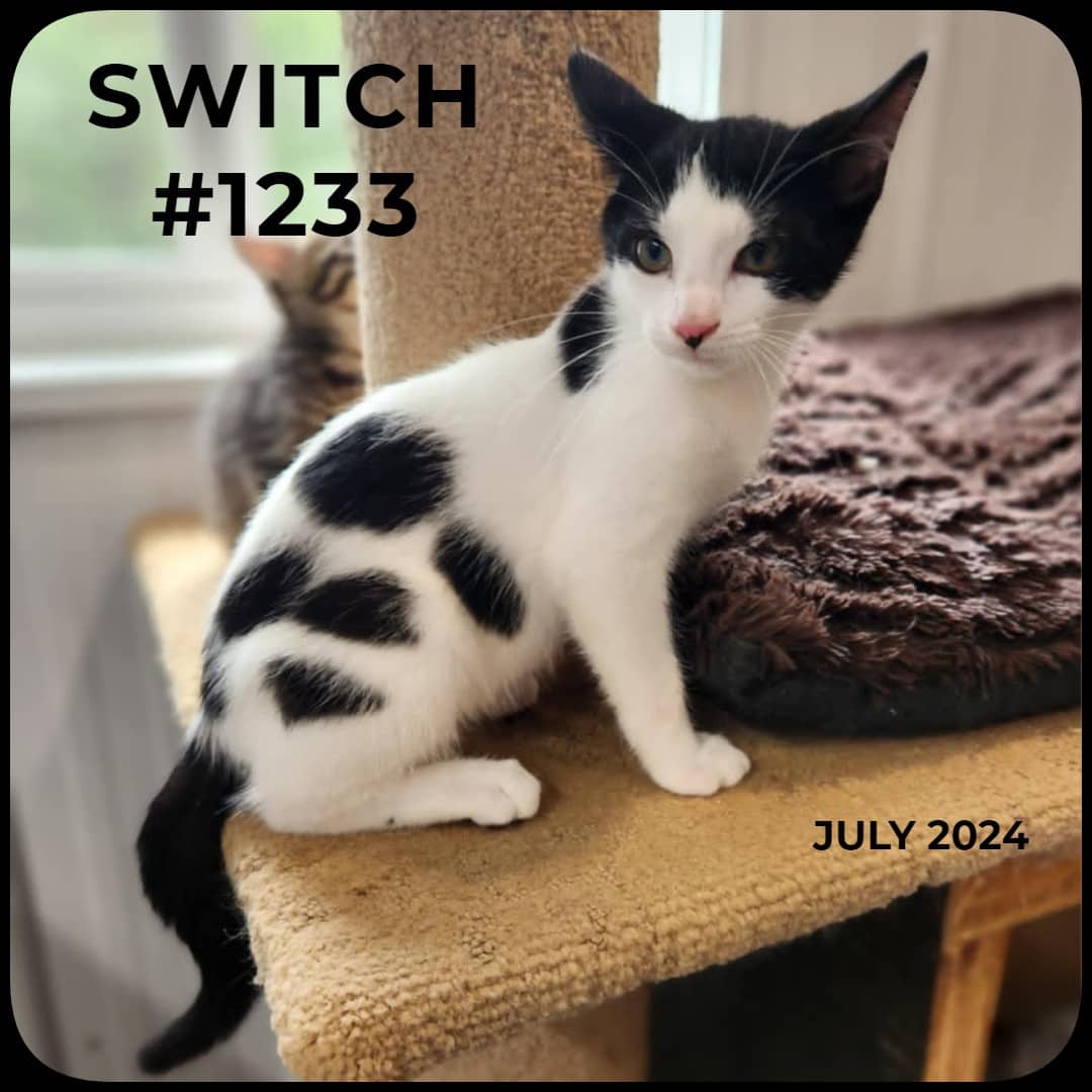 SWITCH - Domestic Shorthair available for adoption