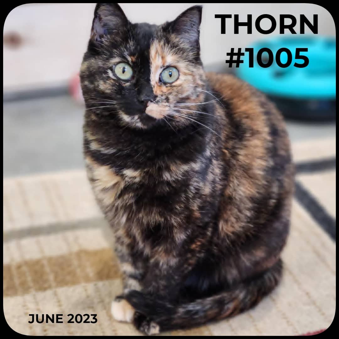 THORN - Domestic Shorthair available for adoption