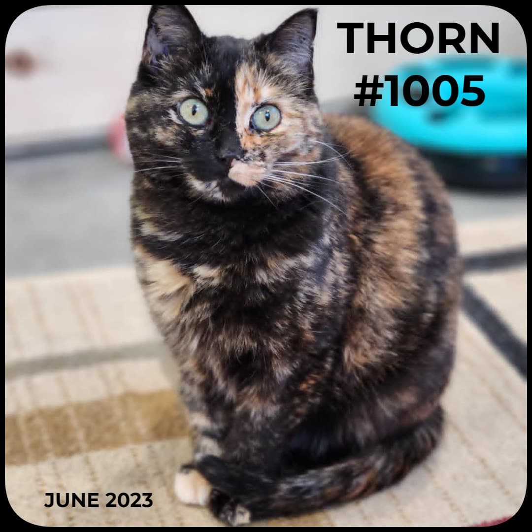 THORN - Domestic Shorthair available for adoption