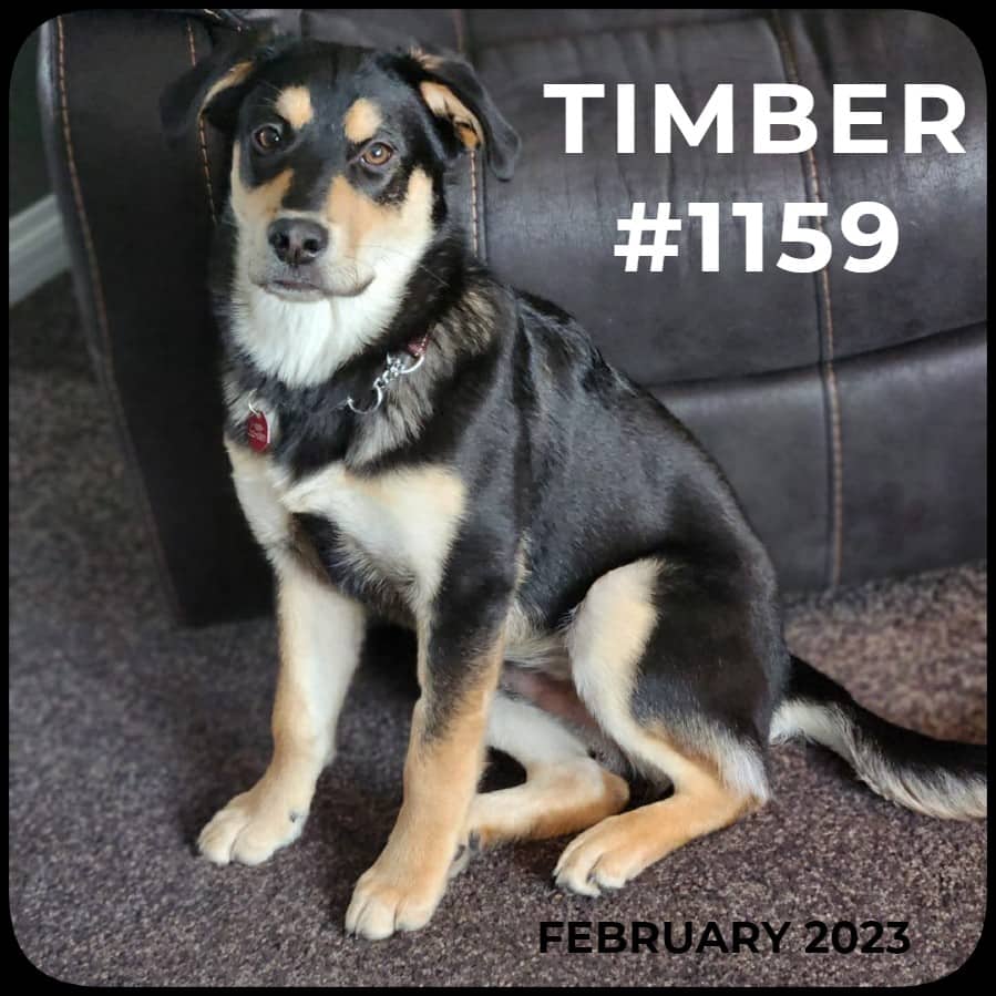 TIMBER - German Shepherd, Mixed available for adoption