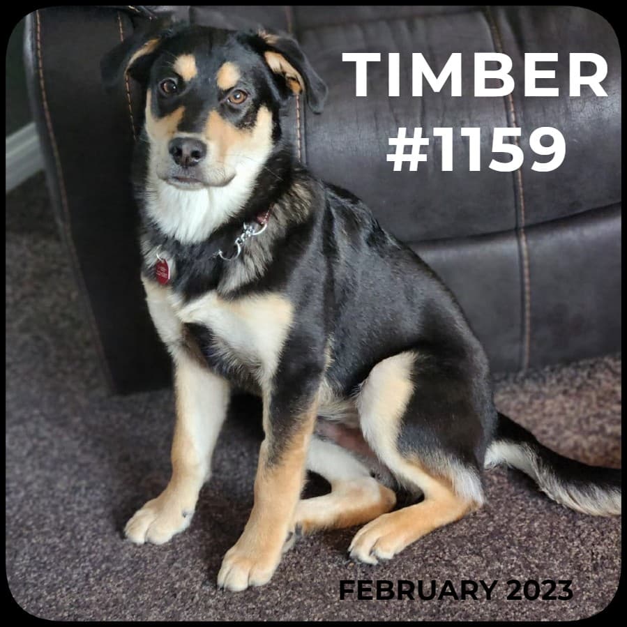 TIMBER - German Shepherd, Mixed available for adoption