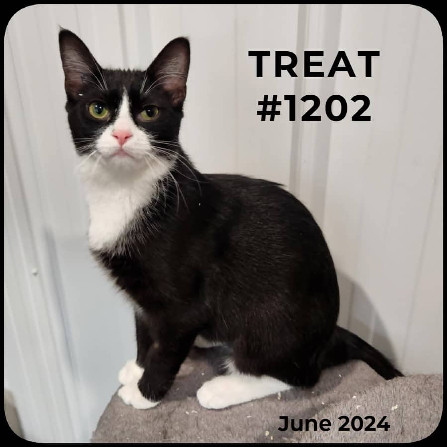 TREAT - Domestic Shorthair available for adoption