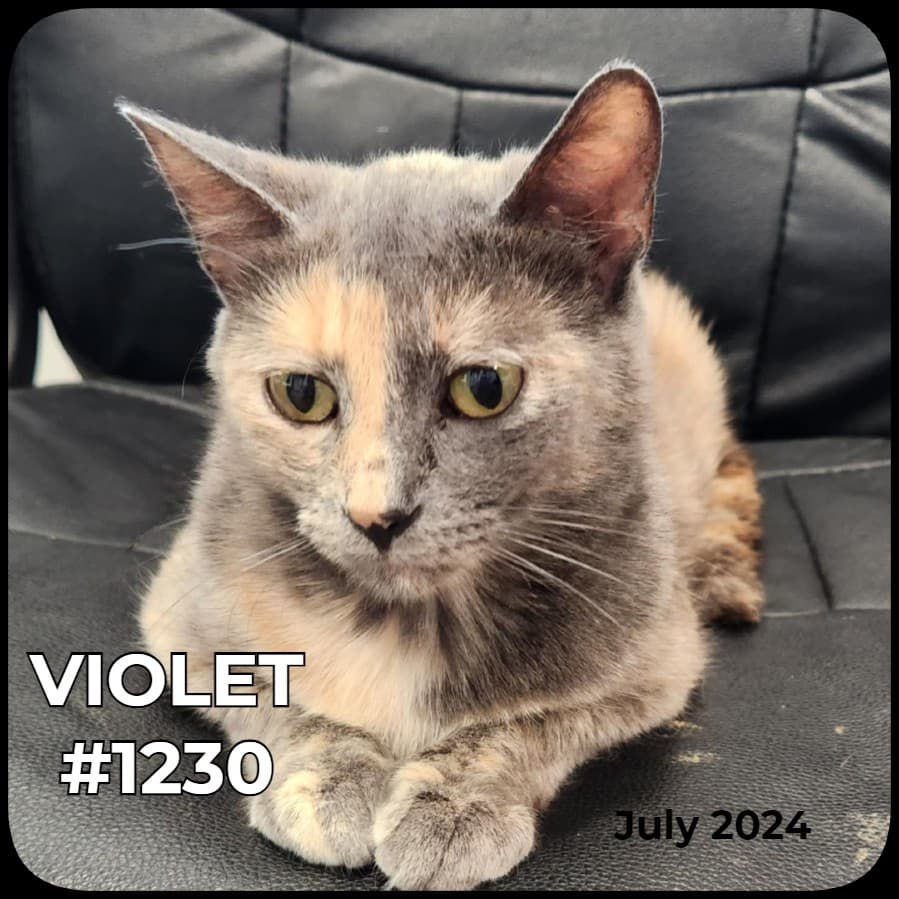 VIOLET - Dilute Calico available for adoption