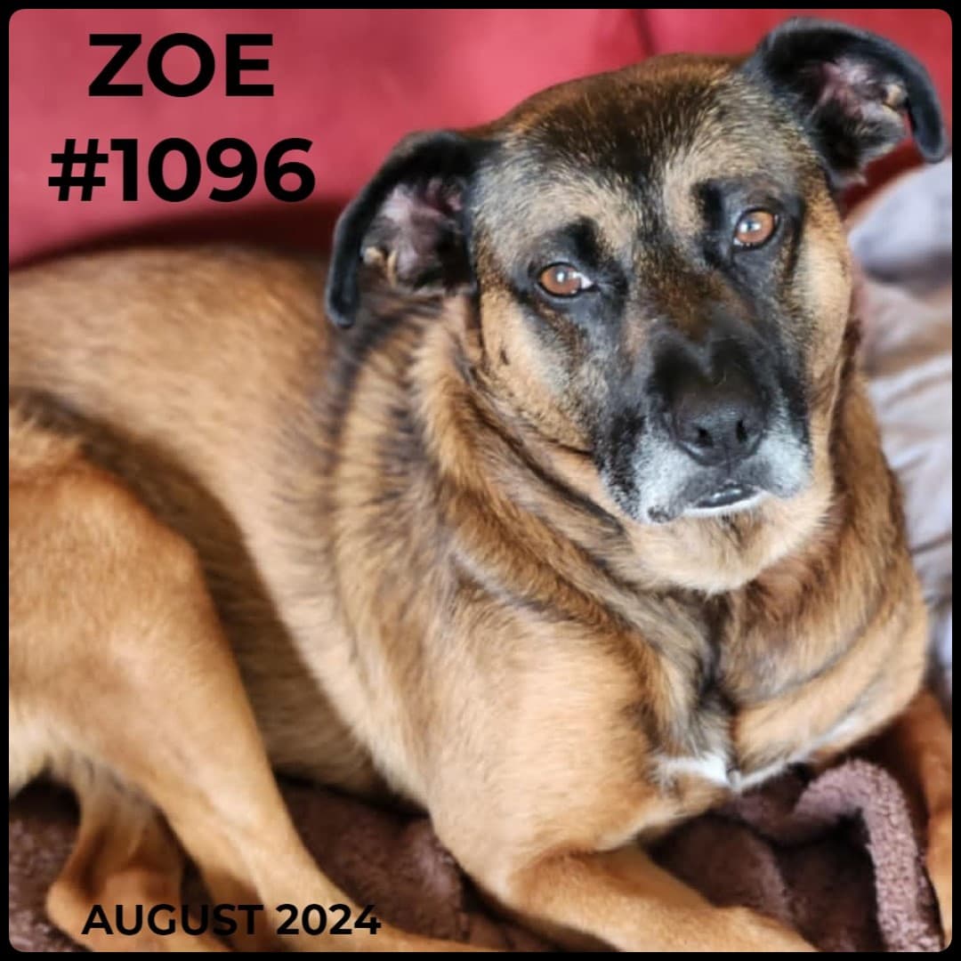 ZOE - German Shepherd, Mixed available for adoption