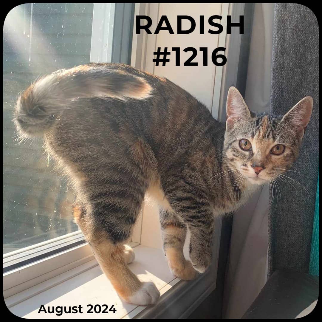 RADISH - Domestic Shorthair available for adoption