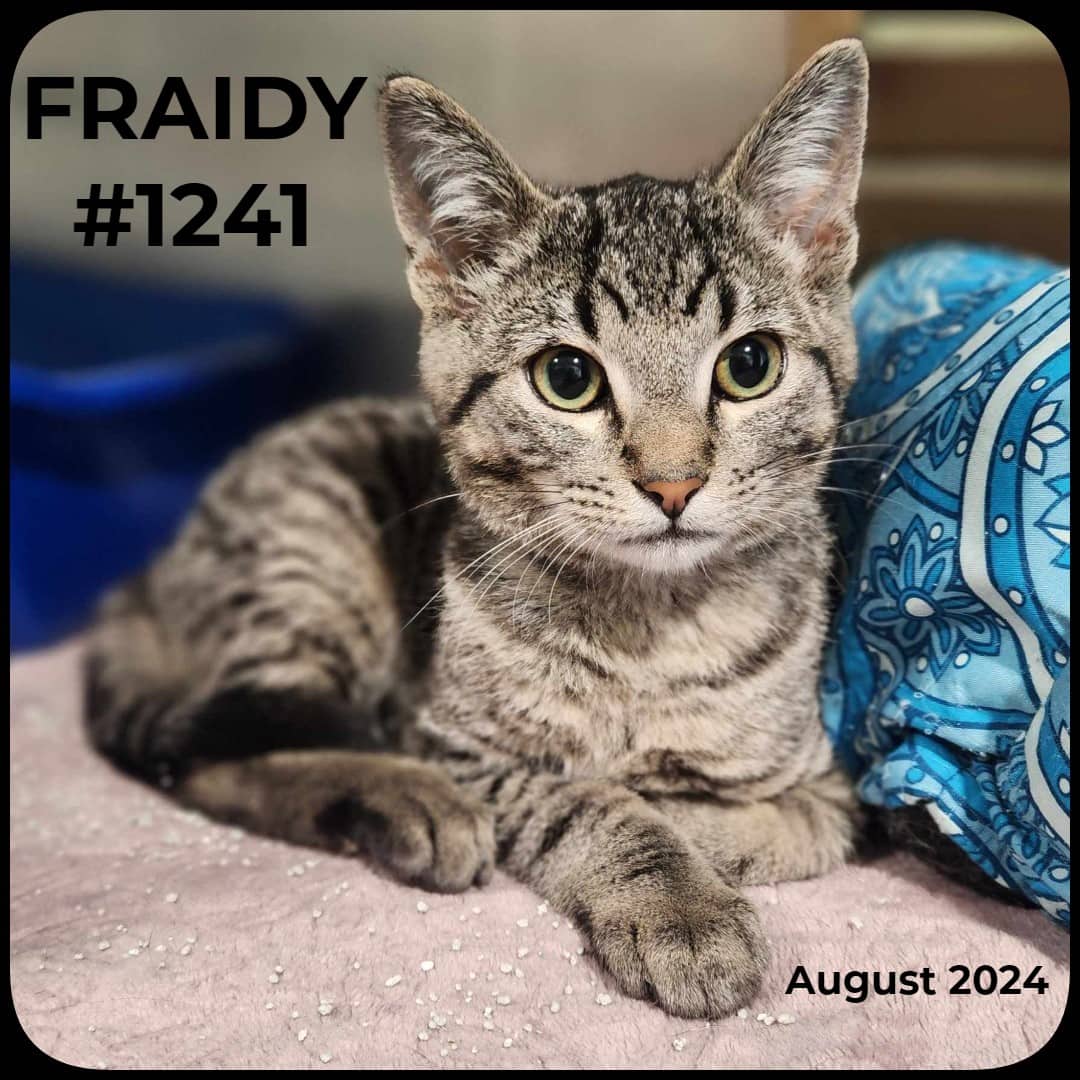 FRAIDY - Domestic Shorthair available for adoption