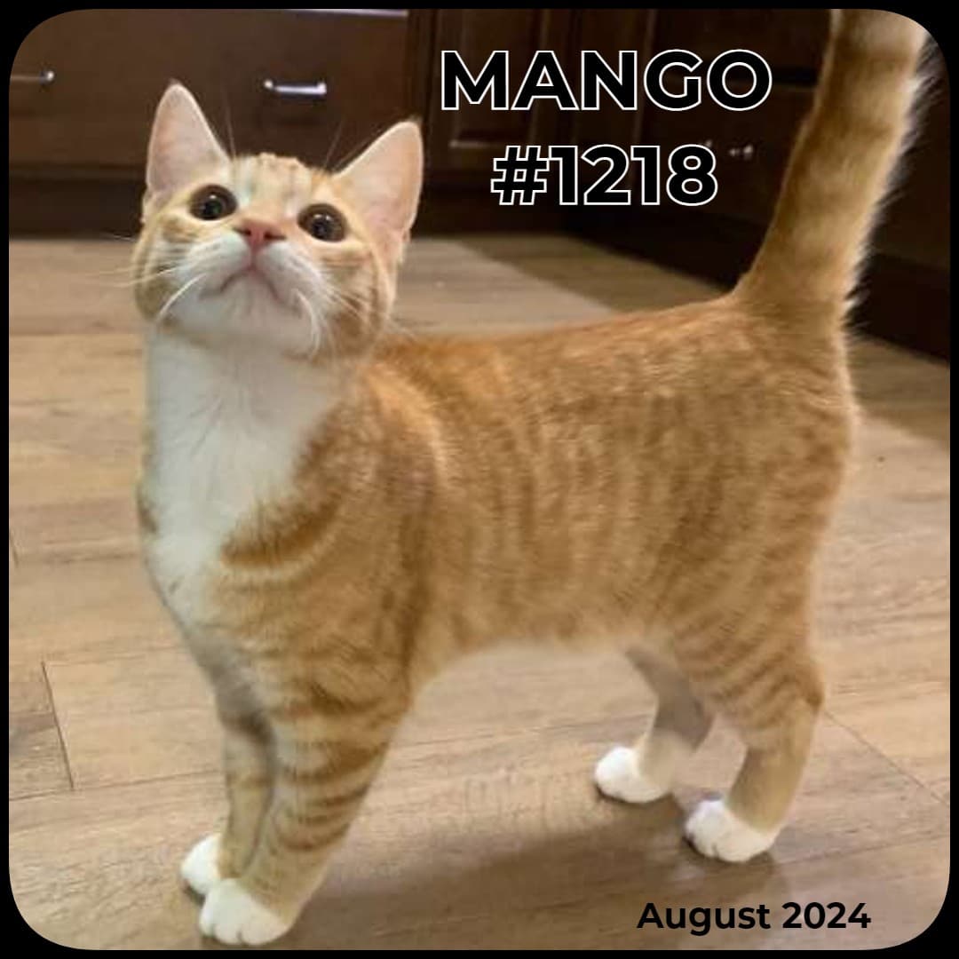 MANGO - Domestic Shorthair available for adoption
