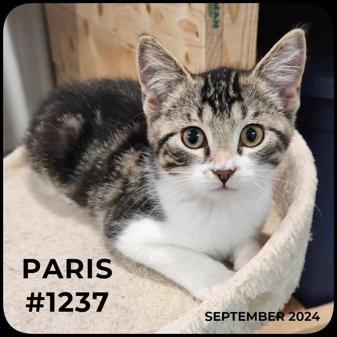 PARIS - Domestic Shorthair available for adoption