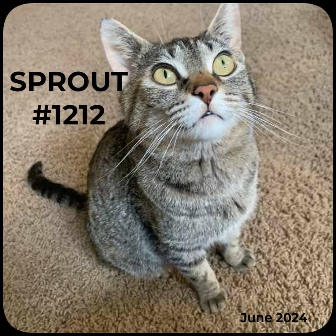 SPROUT - Domestic Shorthair available for adoption