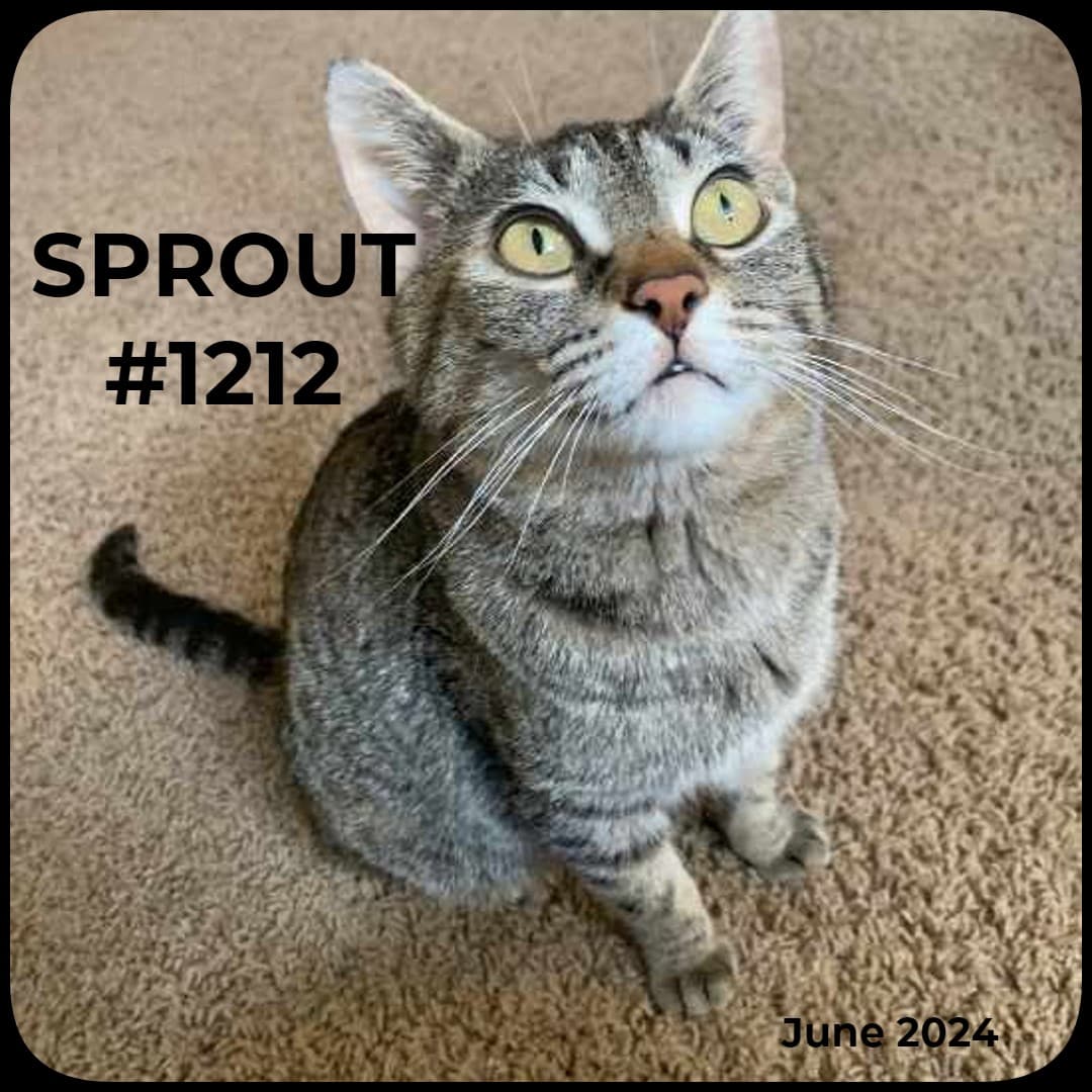 SPROUT - Domestic Shorthair available for adoption