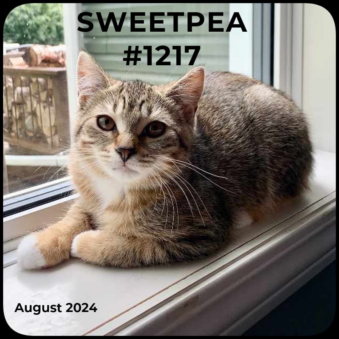 SWEET PEA - Domestic Shorthair available for adoption