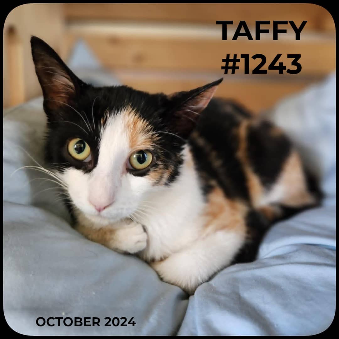 TAFFY - Domestic Shorthair available for adoption