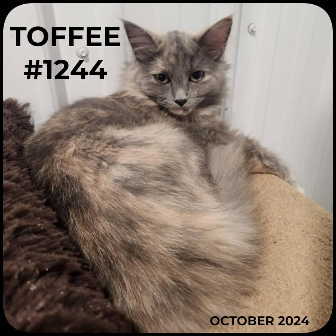 TOFFEE - Dilute Calico available for adoption