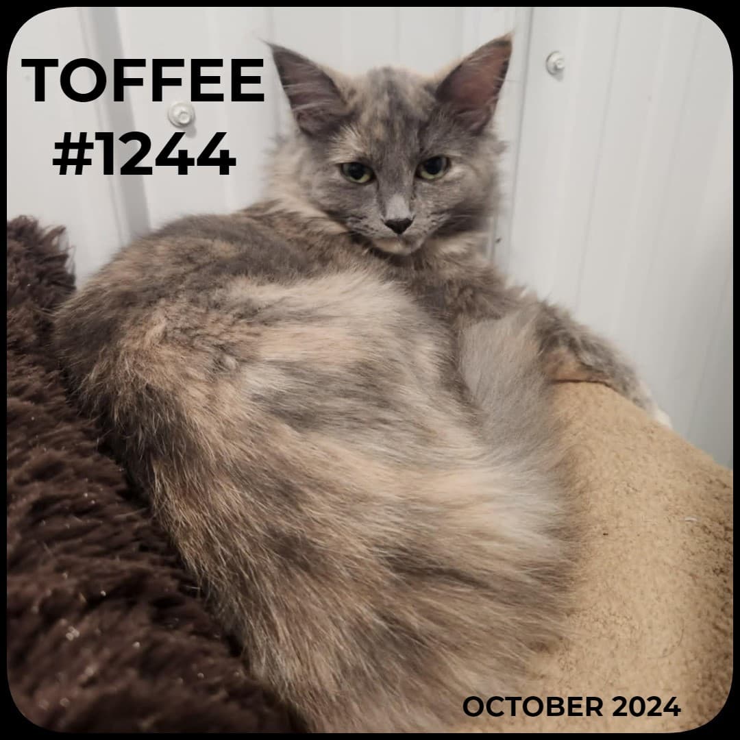 TOFFEE - Dilute Calico available for adoption