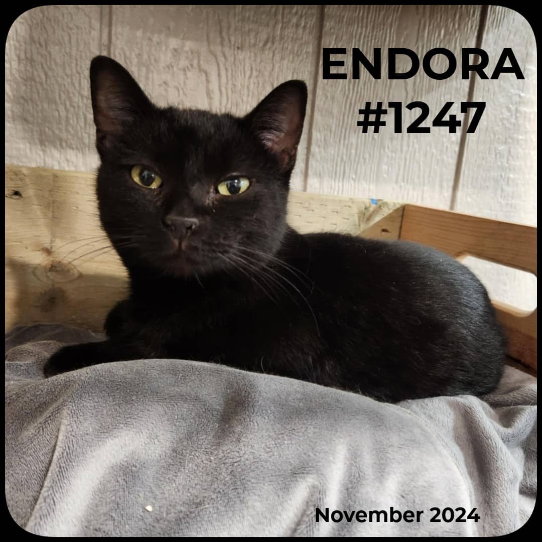 ENDORA - Domestic Shorthair available for adoption