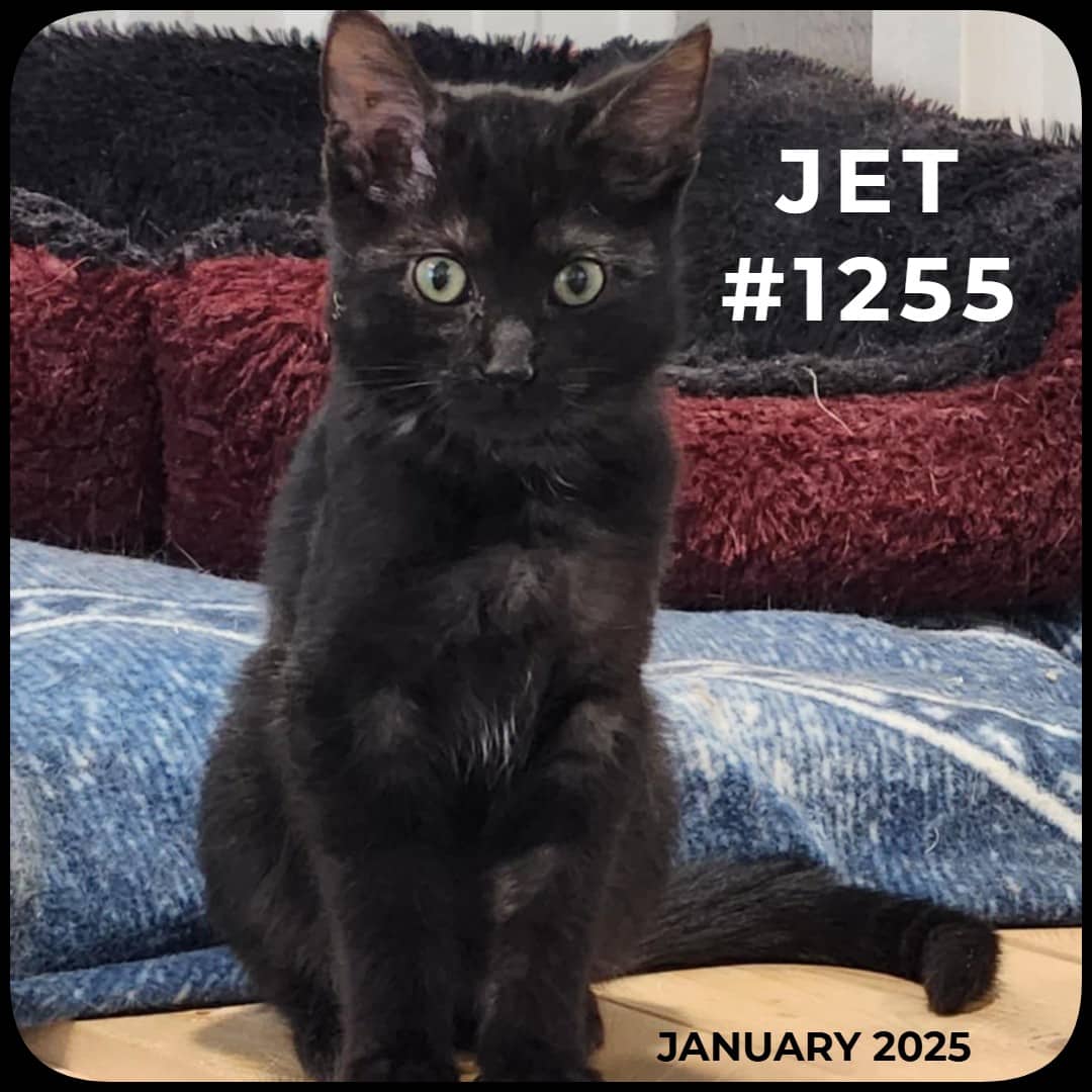 JET - Domestic Shorthair available for adoption